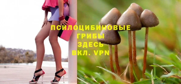 хмурый Аркадак