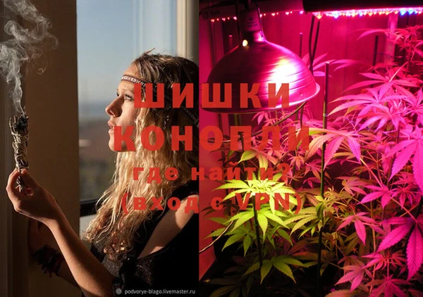хмурый Аркадак